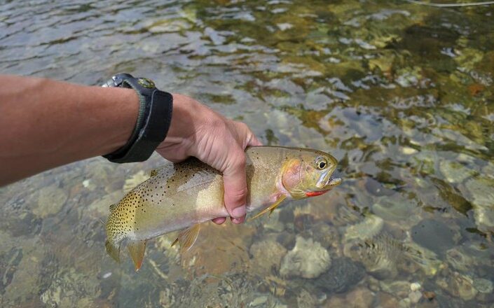 Kelly Creek Cutthroat Trout