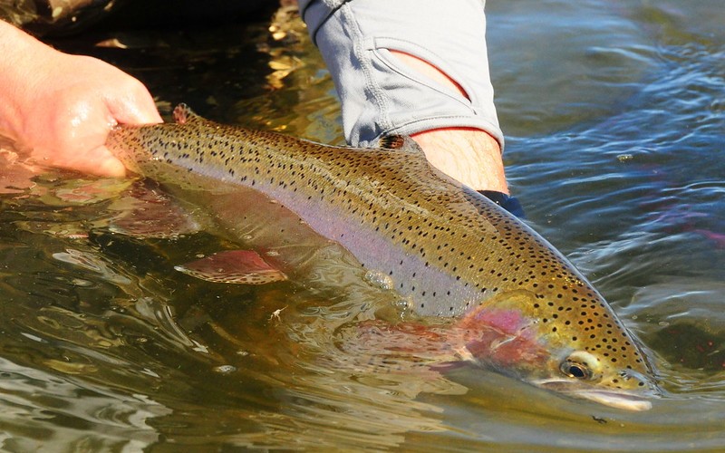 Catch and Release Fly Fishing in Idaho: Full Guide